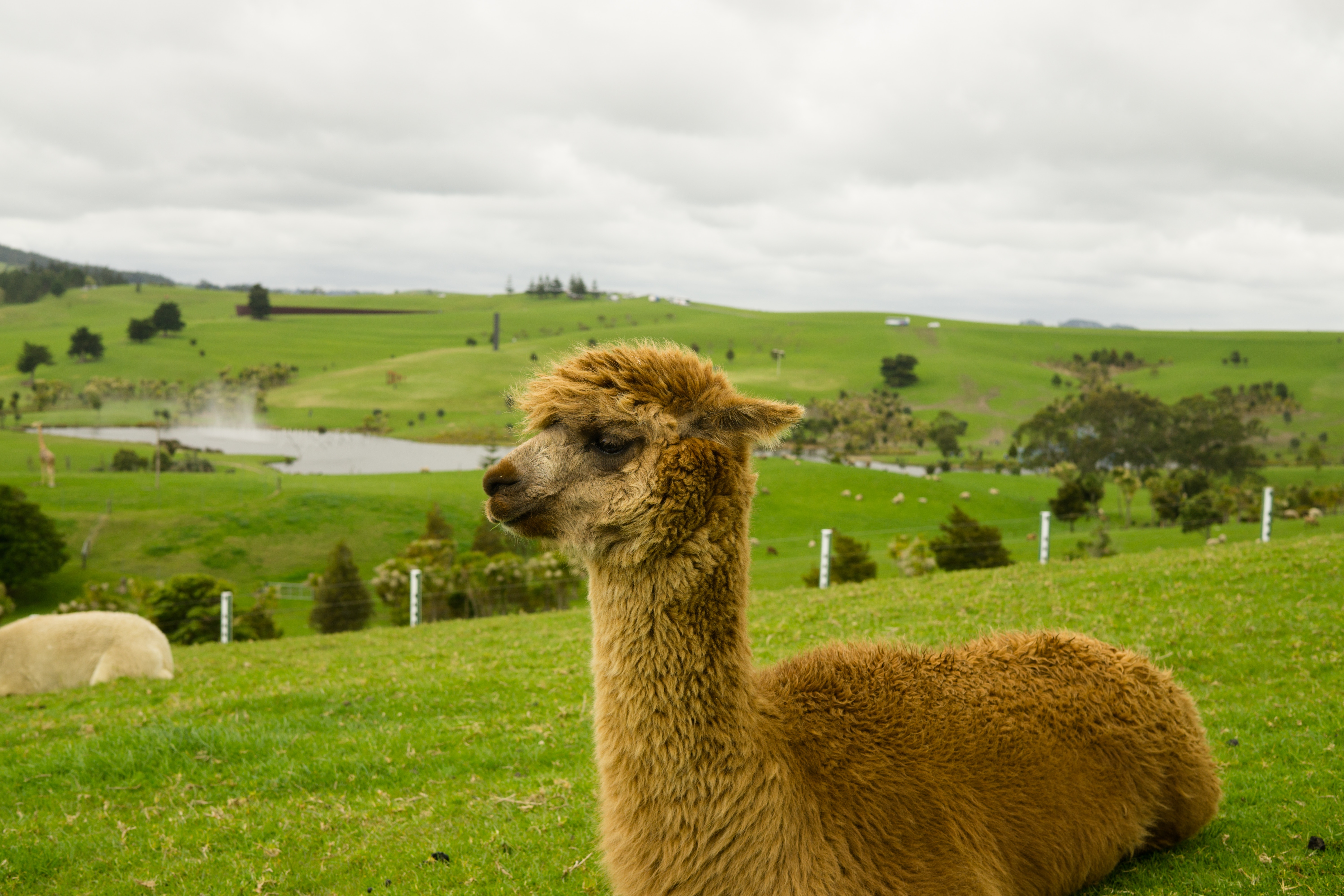 Alpaca. Альпаки Роберта. Родина альпак. Колумбия альпака. Ламы альпаки 3 вид.