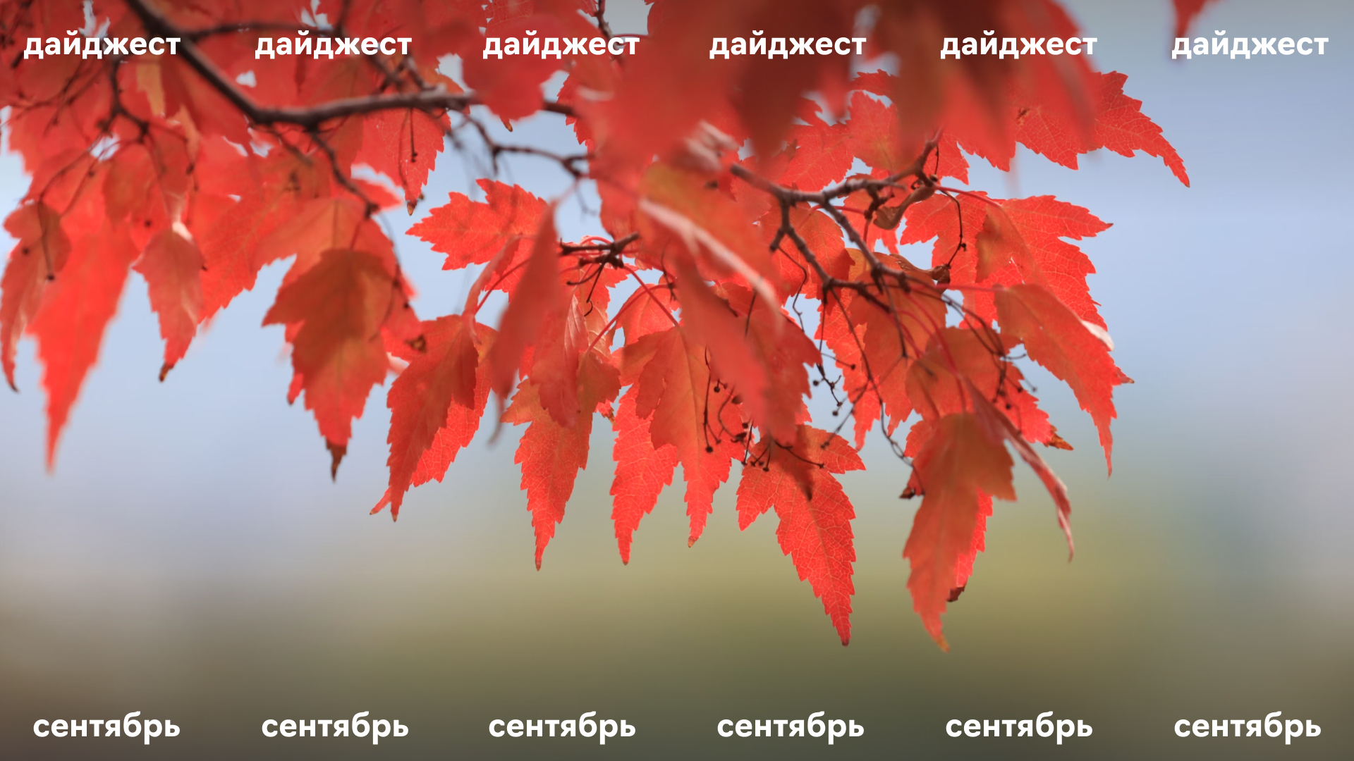 Главные новости контекстной рекламы за сентябрь 2024 года